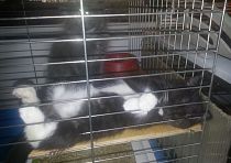 Зоомагазин «Котопес»