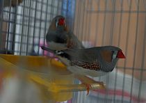 Зоомагазин «Котопес»