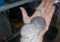 Зоомагазин «Котопес»