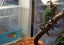 Зоомагазин «Котопес»
